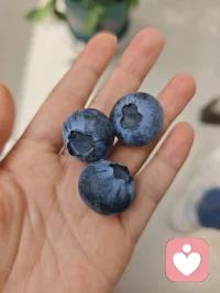 自己种的蓝莓就是好吃呀！配图