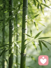 欲得千枝万叶的青翠，
须从一节复一节中积攒。
 
生活从无捷径，
修行不在远方，
不过是把心沉下来，
在每一个平凡日常里，
踏实、坚持、慢慢生长。
 
不必急着结果，
时间自会还你一片繁茂。
 
 配图