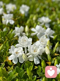 岁暮清欢，冬来无恙，愿你世界犹如暖阳，明媚不忧伤。配图