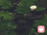 自由不是让你想做什么就做什么，自由是教你不想做什么，就可以不做什么配图