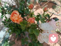 当厌倦了内心的回音壁，
不妨尝试一种更宁静的方式，
答案往往在诉说中自己浮现～