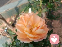 每个人都活在自己独特的“频率”里
不同的思维、情绪、沟通与行动表达方式。

我也曾是那个渴望被听见的人,现在我正练习成为一名倾听者.

我将始终怀揣谦卑之心向大家学习

虽无法提供完美的解决方案，
但我承诺给予你：全然的专注、绝对的安全感和不加评判的接纳。

我相信，真诚的倾听本身就有疗愈的力量。
在承载你故事的同时，我也在完整自己的生命版图。

如果你愿意让一个学习者，
陪伴你走过一段路，请让我知道。配图