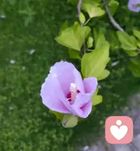 树木从不纠结如何成为更好的树，
它只是扎根、伸展、落叶、重生—
你本就在成长中，无论你是否感知到这个过程。配图