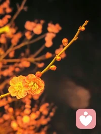 有些离别来得突然，甚至来不及好好说声再见。

因为不熟悉规则原因，互动中触发了限制，
这个账号将被冻结，无法再登录使用。

本想默默离开，可翻看着过往的聊天记录，那些深夜的倾诉、小心翼翼的试探、释然的笑脸……

每一段对话都曾承载着你们的信任，也见证了我的成长。

在这里，我们曾互相陪伴，一起走过情绪的低谷，见证你们找回自己的力量。而你们也教会我更多——关于勇气，关于柔软，关于在脆弱中开出的花。这份相互的陪伴，是我最珍贵的礼物。

虽然账号会消失，但那些交心的时刻不会。
如果缘分未尽，或许我们还会重逢。
若你偶然看到这条留言，请相信：你从来都不是一个人。

感谢一路相伴，我会作为学习者一直在这里~
一起加油！！