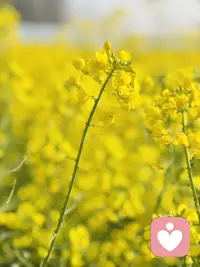 没有鼓励、理解和尊重的态度，就会丧失基本观念。如果我们不理解这些态度，则学到的方法会沦为对孩子的不尊重的操纵。配图