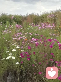 如沐春风来，轻随清风去配图