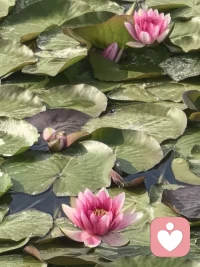 不必总用回避筑起围墙，你的疏离背后，是怕受伤的柔软。不用逼自己迎合，慢慢来就好，总有人愿意耐心靠近，稳稳接住真实的你。配图