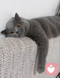 每次孩子遇到不高兴的事，总是喜欢和我聊聊，他觉得妈妈做心理咨询效果特别好。今天突然跟我说：妈妈，能不能抽空给我们在宠物店看到的那只小猫，做个心理咨询？那个小猫被关起来，一点不高兴，看起来都Emo了~
孩子的话，让我感动欣慰，也让我感受到了做心理咨询师工作的意义所在~配图