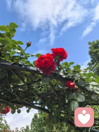 其实真正爱上一个人的时候，大部分时间是不快乐的。
你的灵魂一眼认出他，你不得不与他纠缠。你一早就看透结局，却疯狂的迷恋。一个人一次次降低底线，想要放弃又舍不得。你以为这是深情，其实是迷失。他不是陪你走到最后的人，而是你修行路上最难的洗礼。
情关不是爱的执着，而是对被爱的执着。当你亲手摘下为他镀上的光芒，终于可以只是去爱，而不再需要被爱证明。
请你告诉我就现在，别说谎，还爱吗？