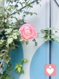 一个人很难在青春的时候享受青春，很难在经历美好的时候知道这是美好，请活在当下，保持热爱🤗配图