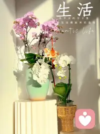 想当凤凰，得无惧重生。不想也没关系，做个快乐的小鸭子也蛮好哒🐣配图