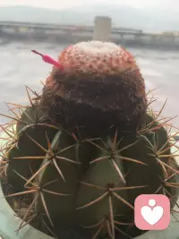 着急是一种非常大的负能量.
 这一点我是深有体会,甚至从某种意义上来说，一个人经常着急，它是一种病态.急性子的人啊，你会发现他就像一个发条一样，把自己拧得非常非常的紧。做事的时候呢，恨不得马上立刻拿到结果。最好啊，一出手就能够完美无缺。所以，着急的人通常都有一个完美主义的一个倾向。但是这样的人呢，一旦做事情不如意的时候，就会很快的陷入沮丧、焦虑，甚至是怀疑自己。结果是什么？就是这种急躁的状态，不仅没法让自己更快的成长，反而让生命当中的错误频频的发生，随之而来的坏情绪就会像雾霾一样笼罩着你，当然也会影响你周围的人。