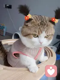 成长的最快方式就是硬着头皮上，人生所有的机遇都藏在你的恐惧里，哪怕你手脚发抖也要上，你可以一边害怕，一边前行出发，因为真正的勇气不是无所畏惧，而是怀揣恐惧却依然前行！配图