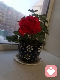 今天入驻平台第35天，也是大年初二，姑娘回娘家的日子，今无感觉得别累，觉得缺觉。
入驻平台之后牺牲了我不少的睡眠时间。下午睡了一大觉。