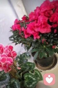 2026年，2月19号。今天入驻平台第36天正月初三，也许是过多的原因吧，几乎没单，|歇这吧，这是我过年买的两盆花，欣赏一下