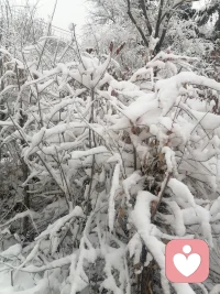 春天之后后雪，给大地带来了滋养，预祝今天农业大丰收。配图