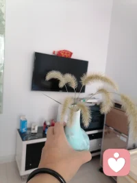 去年秋天採的毛毛🐩陪我到现在