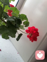 早上好配图