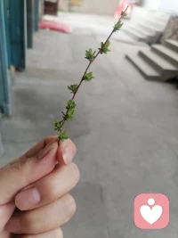 绿化带里树才冒绿叶配图