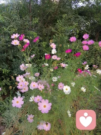 东北秋天的早晨，阳光明媚，睛空万里