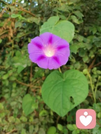 东北秋天的早晨，阳光明媚，睛空万里