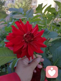 东北秋天的早晨，阳光明媚，睛空万里