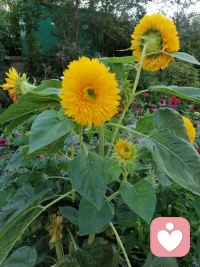 东北秋天的早晨，阳光明媚，睛空万里