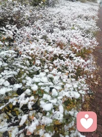 家乡的第一场雪