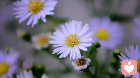 亲密关系里的“马太效应”