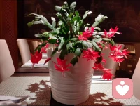 了解男女思维差异，沟通游刃有余
 
一、核心思维模式：理性解决 vs 感性感受
 
- 男性：思维偏直线型，以解决问题为核心，遇到问题第一反应是找方法、给答案，忽略情绪表达。
- 女性：思维偏发散型，以表达感受为核心，遇到问题先想倾诉、被理解，答案在其次；倾诉的本质是“寻求情绪共鸣”，而非“索要解决方案”。
 
二、核心情感需求：被认可 vs 被关注
 
- 男性：核心需求是，被肯定、被尊重、有独处空间。需要感受到自己的能力被认可（如“你做的真好”）。
- 女性：核心需求是被在乎、被陪伴、被理解。需要感受到自己被放在心上（如细节的关心、耐心的倾听）。
 
三、沟通表达：直接简洁 vs 含蓄共情
 
- 男性：表达偏直接、简洁、目的性强，说话多为传递信息，很少说“废话”，不擅长捕捉弦外之音。
- 女性：表达偏含蓄、委婉、带情绪色彩，说话常藏着“期待与需求”，需要对方捕捉背后的感受，更在意沟通的“态度”而非“内容”。
 
四、压力应对方式：独处逃避 vs 倾诉依赖
 
- 男性：遭遇压力/矛盾时，会进入“洞穴期”：沉默、独处、不愿沟通，靠自己消化。
- 女性：遭遇压力/矛盾时，会进入“倾诉期”：反复说、找人聊、希望被回应，靠表达释放情绪。配图