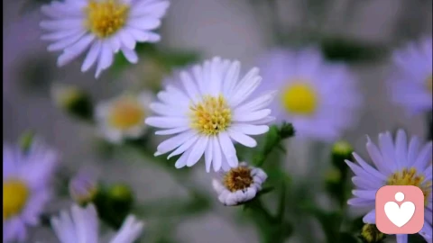 如何从心理学角度鉴别亲密关系中的NPD人格？