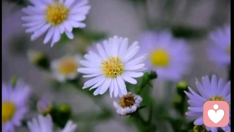 “感情混乱”的人,大概率命都不好