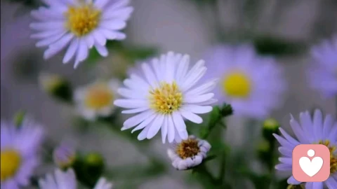 伴侣总帮家人说话散步，3步让他坚定站在你这边