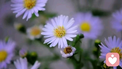 永远不要小瞧人，人到中年还单纯的女人