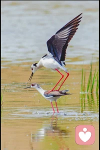 见过凉薄，仍守温柔；
​
受过伤害，仍信善良；

​历尽沧桑，心仍干净配图