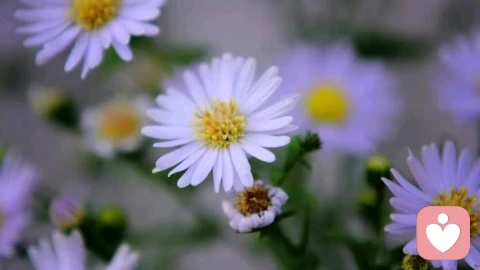 明明开局那么甜,为什么结局这么苦?