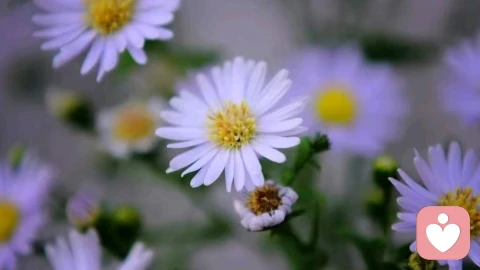 走出原生家庭内耗：成年人的4个自我修复方法\n \n我现在直接给你最终成品：\n走出原生家庭内耗：成年人的4个自我修复方法\n \n很多人成年后依然被童年影响，