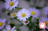 人只需要持续的走在自我更新的路上，不断的观测自己，不断的更新自己，借假修真，气定闲神配图