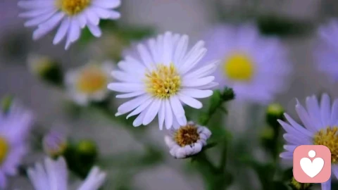 羞耻感：拼命证明我很好，是怕被看穿什么？