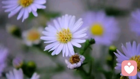 人的一生，会依次遇见弗洛伊德，阿德勒，荣格