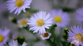 荣格：人生是用来体现的，不是用来演绎完美的