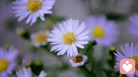 荣格：别在审判那段走错的路了，如果不经历那场荒原，你拿什么支撑最后的花开万里？