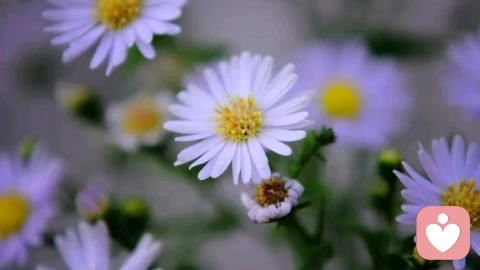 情绪颗粒度(为什么有些人说不清自己在难受什么,只知道不好)