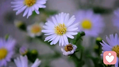 因恐惧而滋生的控制