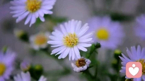 主体性不稳，就会习惯展示自己的工具性