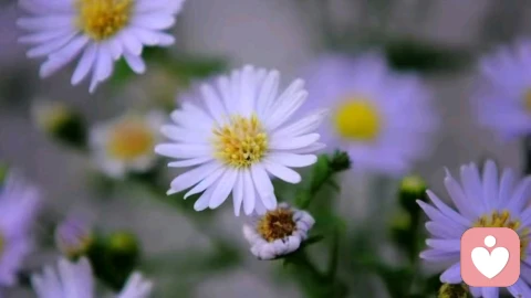 四不清理内在，放下不属于你的担