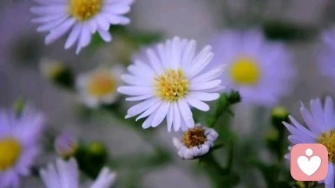 混乱型依恋的典型表现：八种“内战的痕迹”