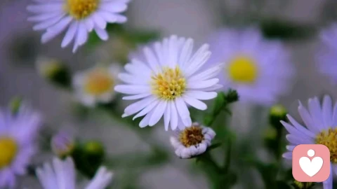 家庭创伤会让人在关系里反复被伤害