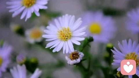 回避型人格的核心创伤是忽视