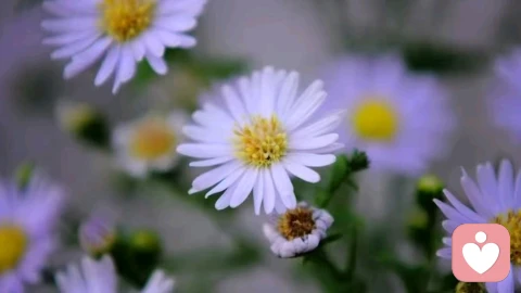 心理：关于边缘型人格(BPD)的愤怒